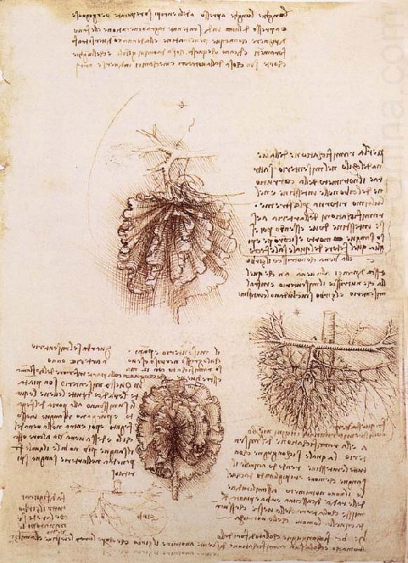 LEONARDO da Vinci Gekrose of the intestine and its Gefabsystems china oil painting image